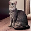 A picture of #ET04390: Avery a Abyssinian black/gray