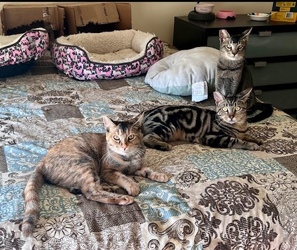 [picture of Avery, a Abyssinian black/gray cat]