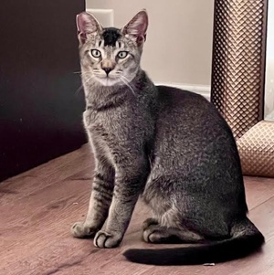 [picture of Avery, a Abyssinian black/gray\ cat] 