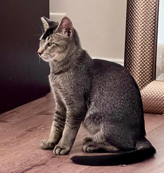 [another picture of Avery, a Abyssinian black/gray\ cat] 