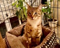A picture of #ET04391: Woody a Domestic Medium Hair brown tabby/white