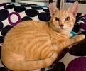 A picture of #ET04392: Buzz a Domestic Short Hair orange/white
