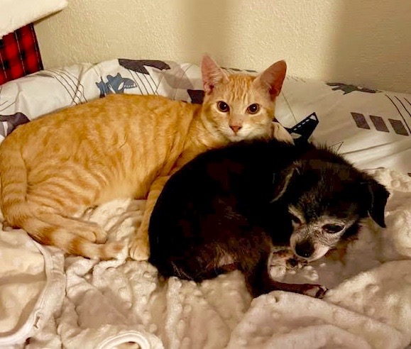 [another picture of Buzz, a Domestic Short Hair orange/white\ cat] 