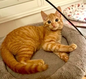 [picture of Dawson, a Domestic Short Hair orange\ cat] 