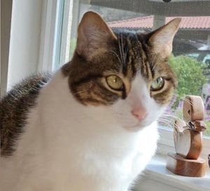 [picture of Casey, a Domestic Short Hair brown tabby/white\ cat] 