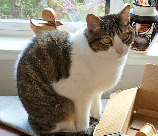 [another picture of Casey, a Domestic Short Hair brown tabby/white\ cat] 