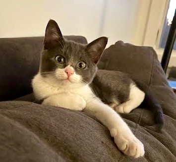 [another picture of Butters, a Domestic Short Hair gray\ cat] 