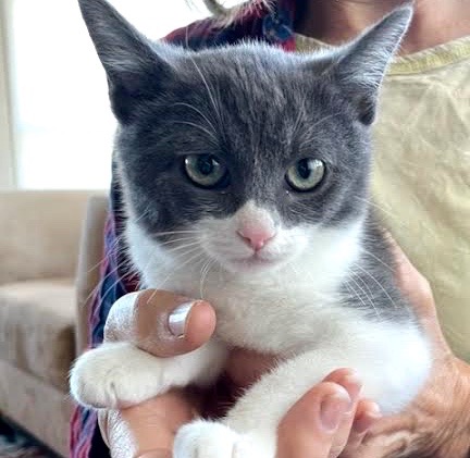 [picture of Butters, a Domestic Short Hair gray\ cat] 