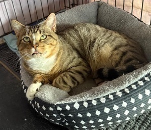 [picture of Kris Kringle, a Domestic Short Hair silver tabby cat]