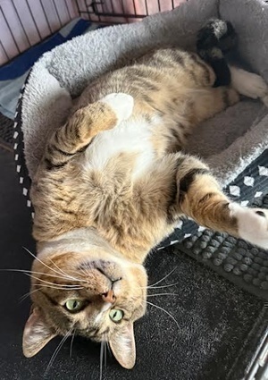 [another picture of Kris Kringle, a Domestic Short Hair silver tabby\ cat] 