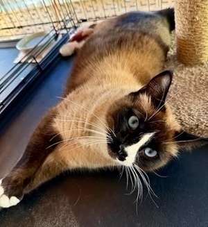 [another picture of George, a Siamese showshoe\ cat] 