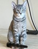 [picture of Bo, a Domestic Short Hair silver tabby cat]