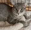 A picture of #ET04404: Emma a Domestic Short Hair silver tabby