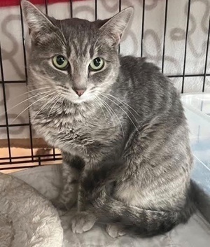 [another picture of Emma, a Domestic Short Hair silver tabby\ cat] 