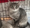[picture of Emma, a Domestic Short Hair silver tabby cat]