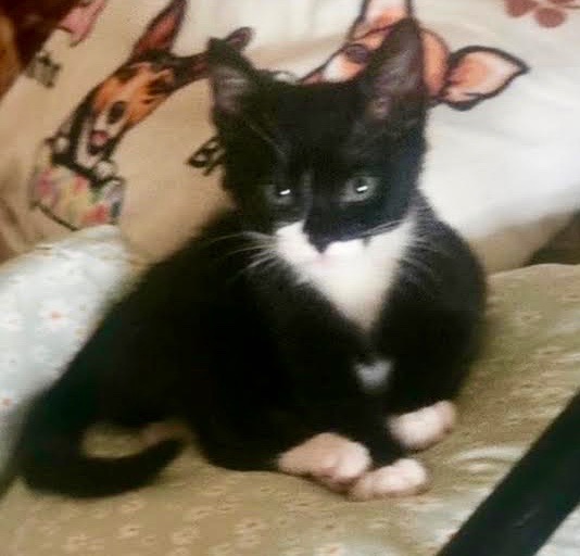 [picture of Lucy, a Domestic Short Hair black/white\ cat] 