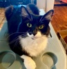 A picture of #ET04407: Chance a Domestic Medium Hair black/white