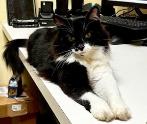 [another picture of Chance, a Domestic Medium Hair black/white\ cat] 