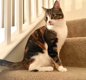 [another picture of MistyMay, a Domestic Short Hair calico\ cat] 