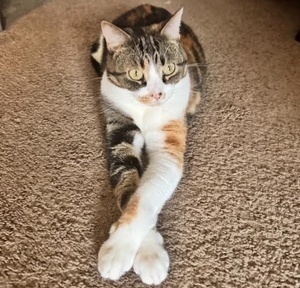 [picture of MistyMay, a Domestic Short Hair calico\ cat] 