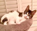 A picture of #ET04413: Amrose a Domestic Short Hair tabby/white
