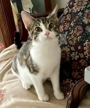 [another picture of Amrose, a Domestic Short Hair tabby/white\ cat] 