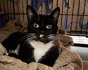A picture of #ET04414: Starling a Domestic Short Hair black/white