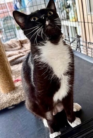 [another picture of Starling, a Domestic Short Hair black/white\ cat] 