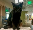 A picture of #ET04415: Billy a Domestic Medium Hair black