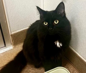 [picture of Noah, a Domestic Short Hair black/white\ cat] 