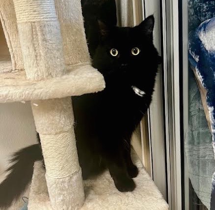 [another picture of Noah, a Domestic Short Hair black/white\ cat] 