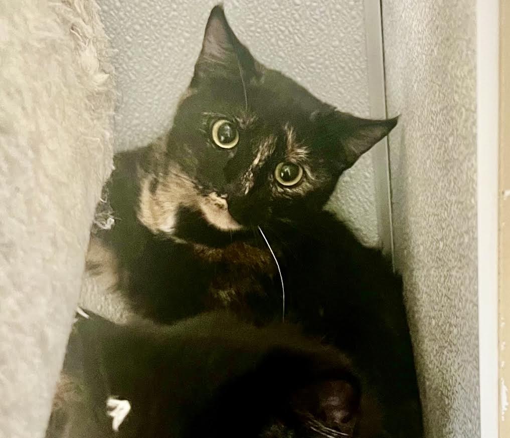 [picture of Wednesday, a Domestic Short Hair tortie\ cat] 