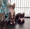 A picture of #ET04418: Lavender a Domestic Short Hair black/white