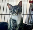 A picture of #ET04419: Lace a Domestic Short Hair brown tabby