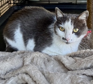 [another picture of Slinky, a Domestic Short Hair blue/white\ cat] 