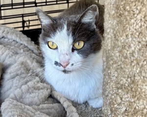 [picture of Slinky, a Domestic Short Hair blue/white\ cat] 