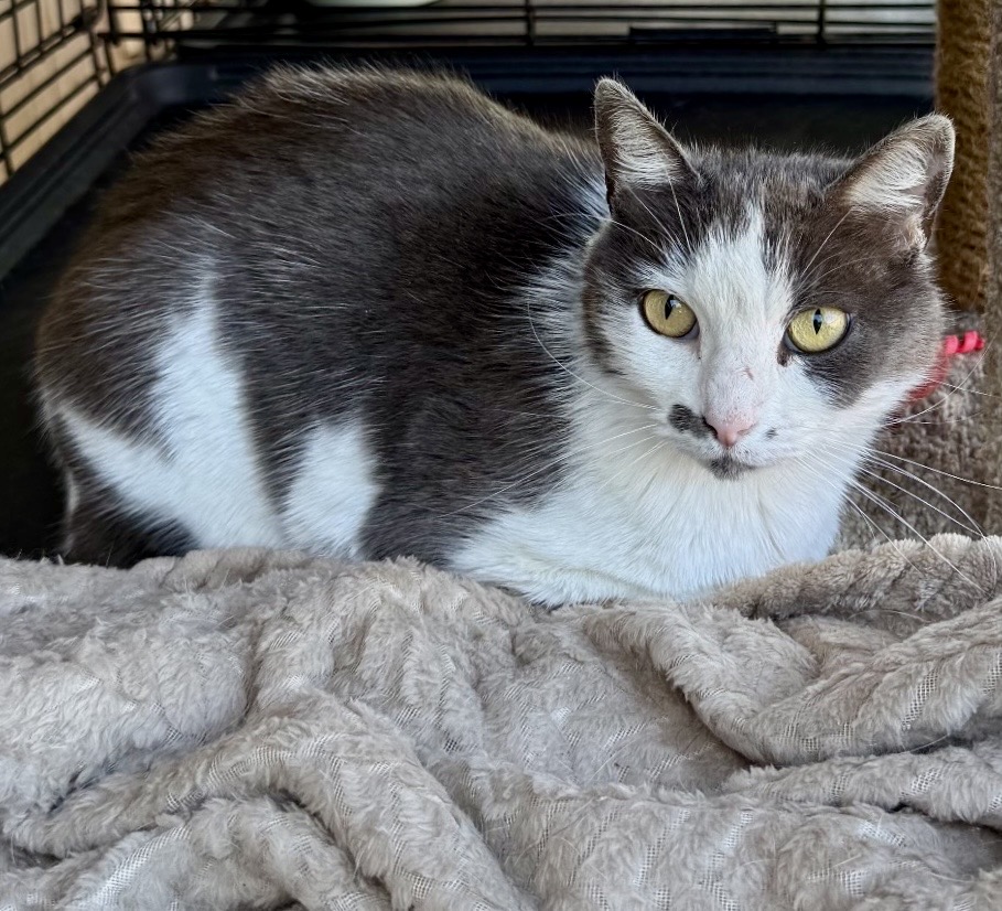 [another picture of Slinky, a Domestic Short Hair blue/white\ cat] 