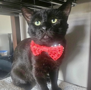 [picture of Curtis, a Domestic Short Hair black\ cat] 