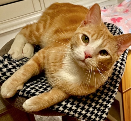 [picture of Sunny, a Domestic Short Hair orange/white\ cat] 