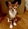 A picture of #ET04423: Cyrus a Domestic Medium Hair orange/white
