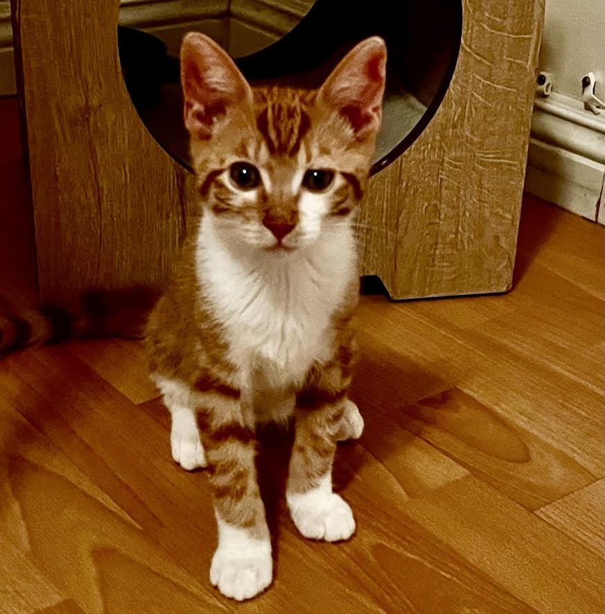 [picture of Cyrus, a Domestic Medium Hair orange/white\ cat] 