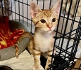 A picture of #ET04424: Louis a Domestic Short Hair orange/white