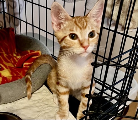 [picture of Louis, a Domestic Short Hair orange/white\ cat] 