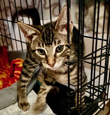 [picture of Tye, a Domestic Short Hair brown tabby\ cat] 