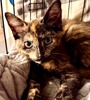 A picture of #ET04426: StellaDora a Domestic Medium Hair tortie