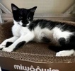 A picture of #ET04427: Florentina a Domestic Medium Hair black/white