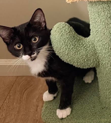 [picture of Palo, a Domestic Short Hair black/white\ cat] 