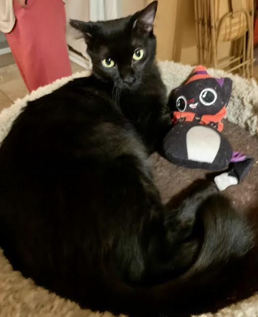 [picture of Kona, a Domestic Medium Hair black\ cat] 