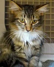 [another picture of Kenja, a Maine Coon-x brown tiger stripe\ cat] 