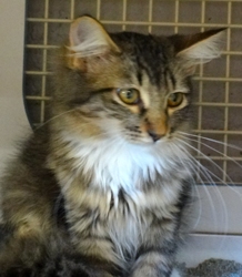 [picture of Kenja, a Maine Coon-x brown tiger stripe cat]